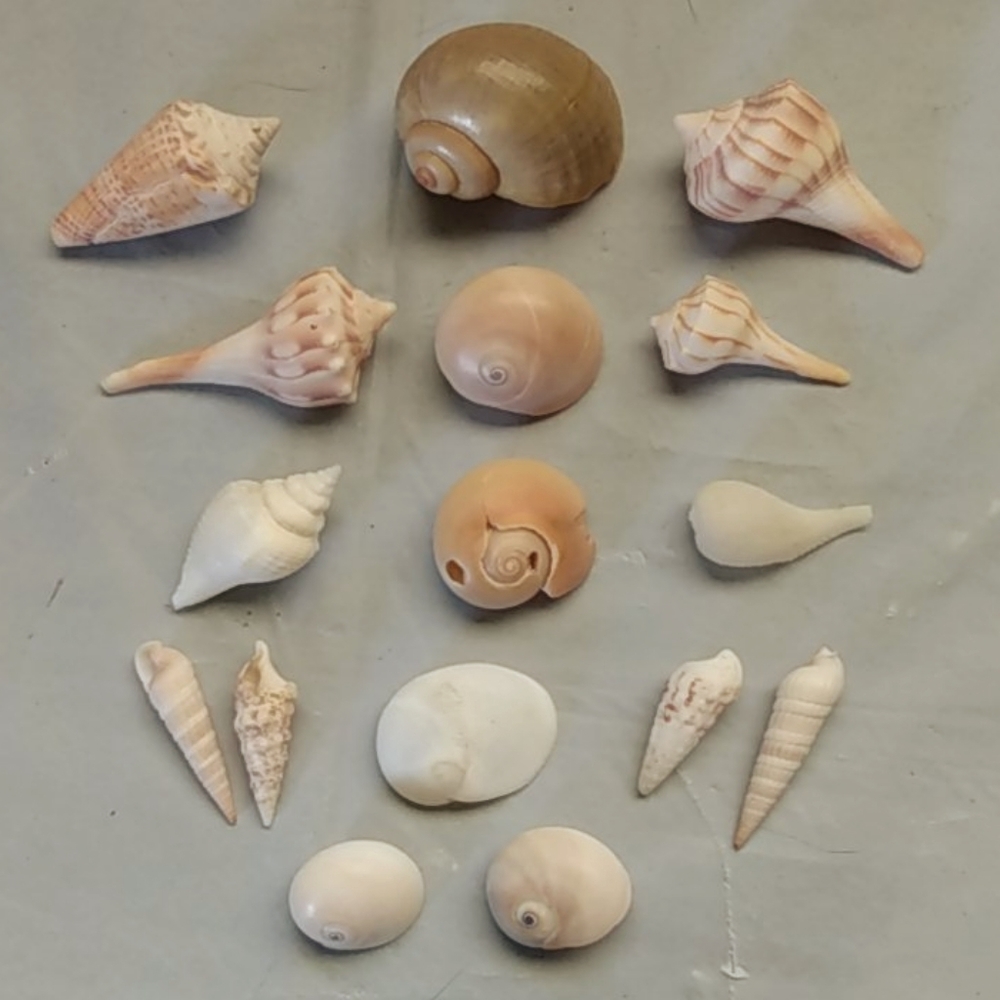 16 Beautiful Small Unique Sea Shells